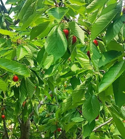 Nyaraló Bartulovic Kučiće