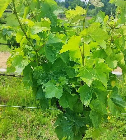 Bartulovic Kučiće